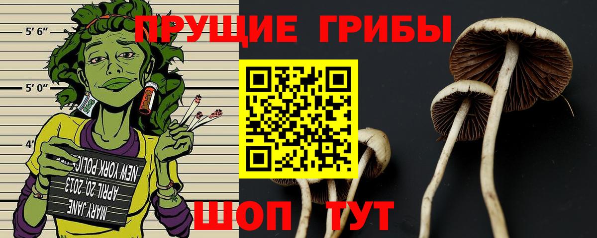 Псилоцибиновые грибы мицелий Большой Камень